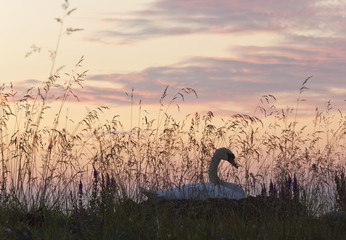 Fototapeta na wymiar Mother swan brooding on eggs, nest hidden in reed