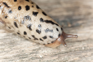 leopard slug, limax maxius