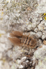 Beetle larva on wood, extreme close-up
