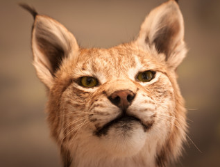 Close-up portrait of Lynx