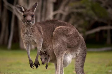 Rolgordijnen Kangoeroe mama met baby Joey in etui © kjuuurs