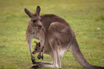 Tuinposter Kangoeroe Vrouw met Baby Joey in Pouch © kjuuurs