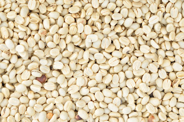 Coffee bean