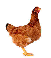 Hen isolated on white.