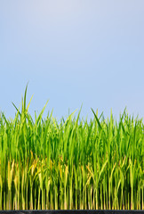 Fototapeta premium Young rice