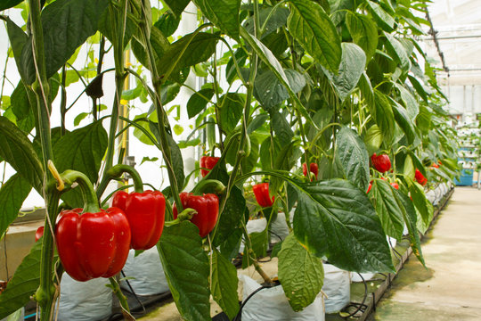 Aeroponics Plantation In Glasshouse