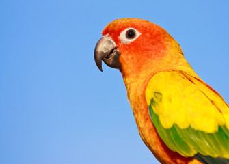 Macaw bird