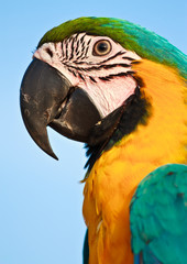 Macaw bird