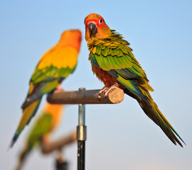 Fototapeta na wymiar Macaw bird