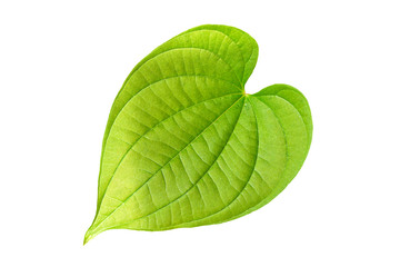 Obraz premium Heart-shaped leaves.