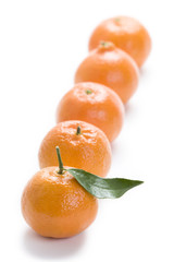 clementine oranges in a row isolated on a white background