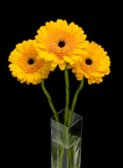 yellow gerbera in a vase on a black background