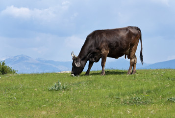 Cow feeding on a hill