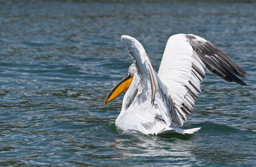 Pelican preparing to fly