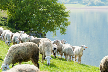 Obraz na płótnie Canvas Sheep by the lake