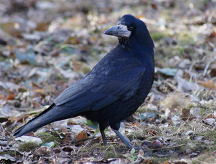 Obraz premium Crow