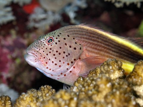Pesce falco di Forster