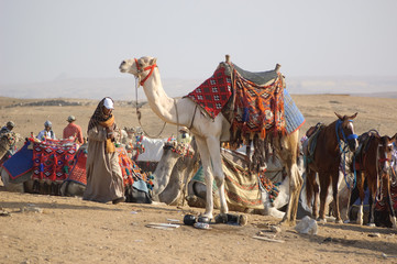 Bedouin with camel on desert of Egypt
