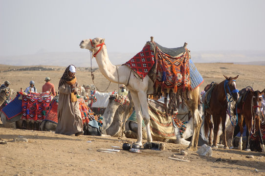 Fototapeta Bedouin with camel on desert of Egypt
