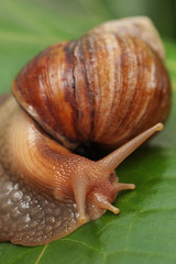 Snail on a green sheet