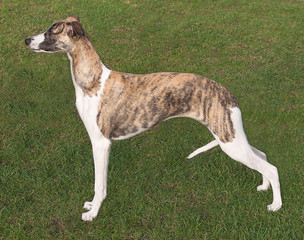 Young Whippet standing proudly to attention