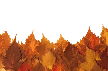 Autumn leaves