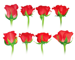 Set of fresh roses isolated