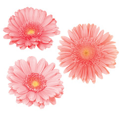 Daisy flowers isolated