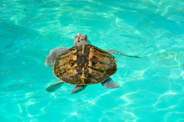kemp's ridley turtle lora swimming in caribbean sea