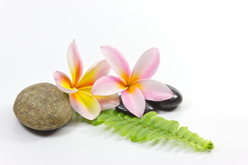 Fototapeta na wymiar Spa stones and Frangipani flower
