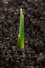 First spring sprout