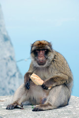 Gibraltar - Affenfelsen