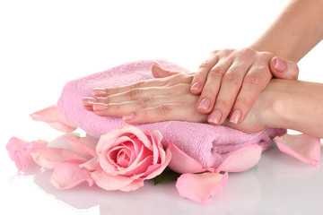 Pink rose with hands on white background