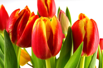 diverse blüten #11