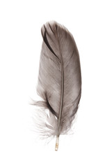 Single fluffy feather isolated on white
