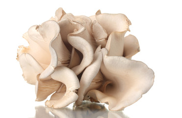 oyster mushrooms isolated on white