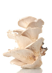 oyster mushrooms isolated on white