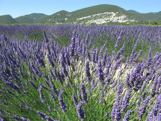 Provence : touffe de lavande (gros plan) devant la montagne