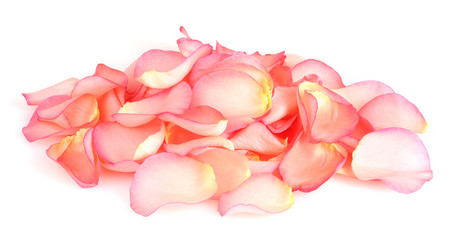 beautiful pink rose petals isolated on white