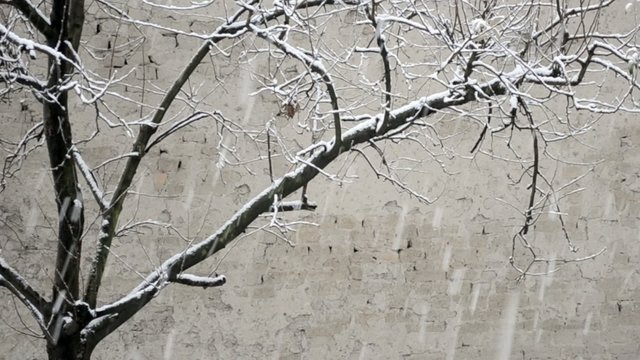 Snowfall on the background of tree and adobe wall