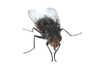 Home-fly isolated on white