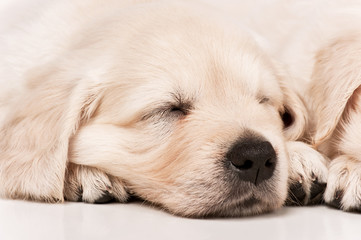 Puppies golden retriever