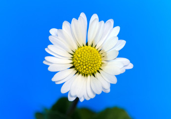 Gänseblümchen © Rhönbergfoto