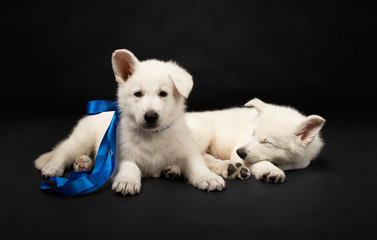 Puppies of the white sheep-dog with a bow on a neck