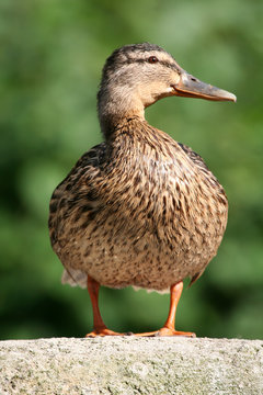 Strockente