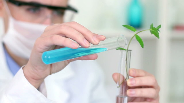 Female scientist pouring liquid in test tube with plant