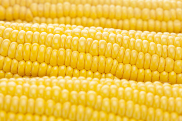 background of ripe yellow corn