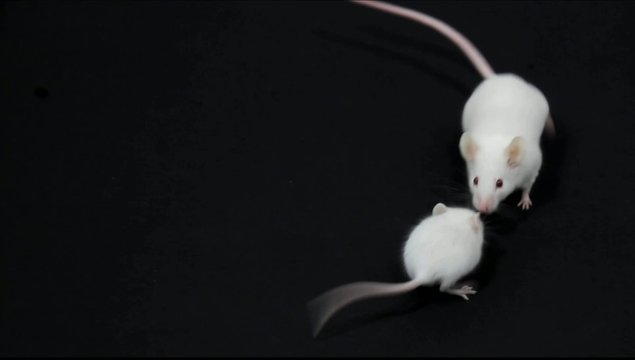 Kampf einer kleinen weissen Maus gegen eine Grosse