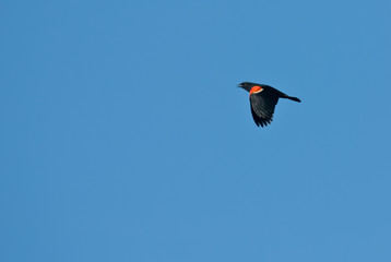Red-Winged Blackbird Flying Across Blue Sky