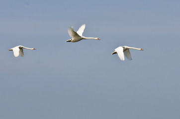 Three Flying White Swans